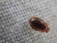 Rhyzobius chrysomeloides