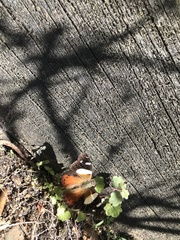 Vanessa itea
