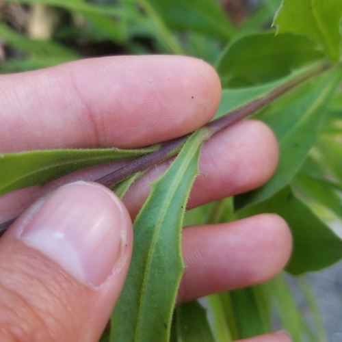 Dimorphotheca ecklonis