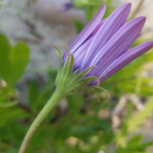 Dimorphotheca ecklonis