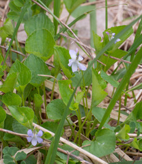 Rostratae