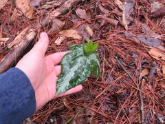 Trillium decipiens