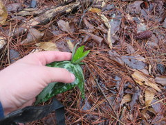Trillium decipiens