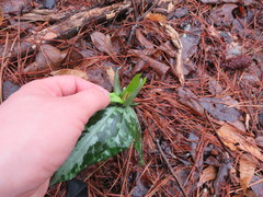 Trillium decipiens