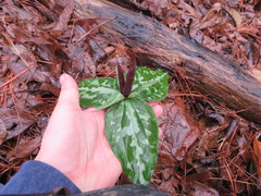 Trillium decipiens