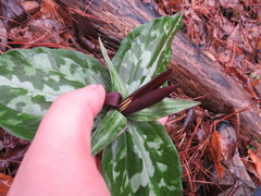 Trillium decipiens