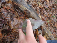 Trillium decipiens