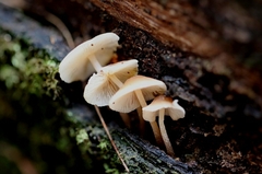 Collybia eucalyptorum