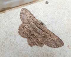 Hypomecis transcissa