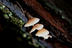 Collybia eucalyptorum