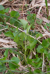 Rostratae