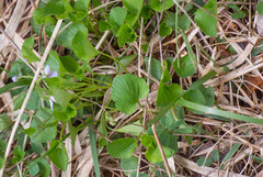 Rostratae