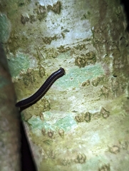 Tachypodoiulus niger