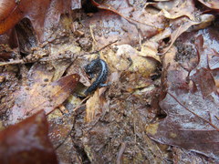 Plethodon glutinosus