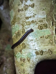 Tachypodoiulus niger