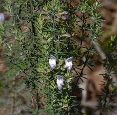 Conradina canescens image