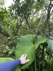 Anthurium cordatum