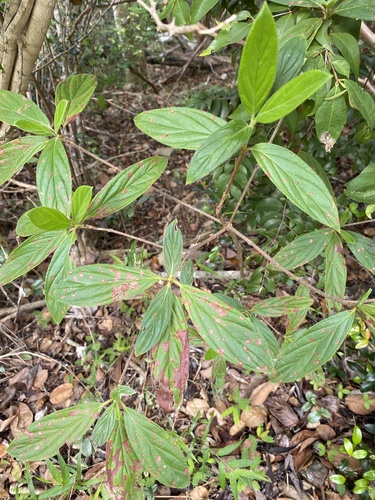 Lechechillo (Rondeletia pilosa)