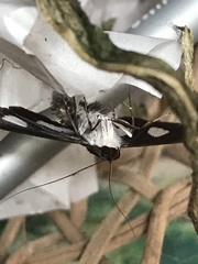 Diaphania exclusalis