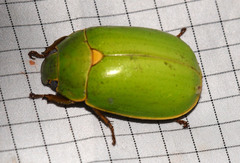 Platycoelia pomacea