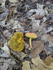Boletus spadiceus gracilis