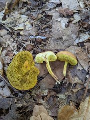 Boletus spadiceus gracilis