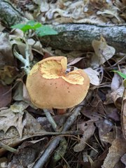 Boletus spadiceus gracilis