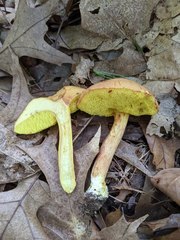 Boletus spadiceus gracilis