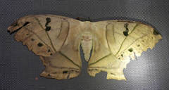 Arsenurinae