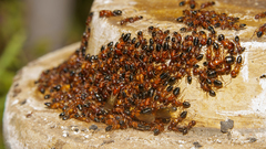 Camponotus hyatti
