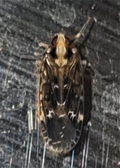 Pyrrhyllis