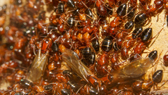 Camponotus hyatti