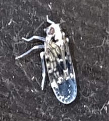 Pyrrhyllis