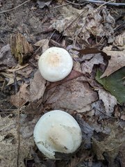 Cuphophyllus angustifolius