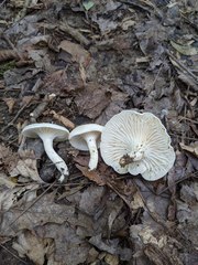 Cuphophyllus angustifolius