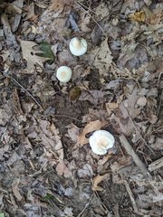 Cuphophyllus angustifolius