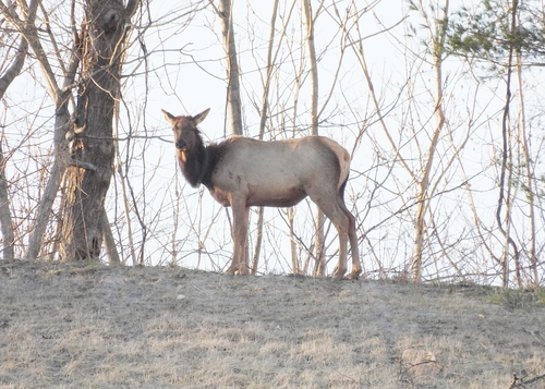 Elk photographed in Kentucky