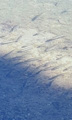 Aldrichetta forsteri