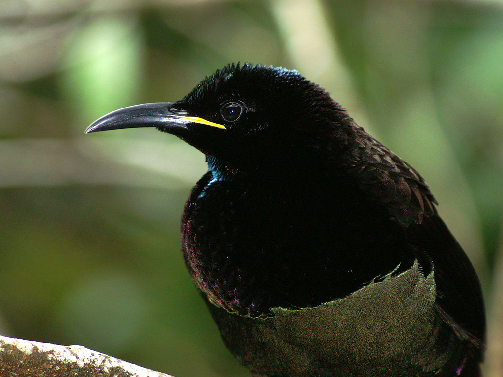 Victoria's Riflebird photo