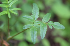 Arracacia aegopodioides