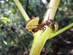 Dolichoderus decollatus