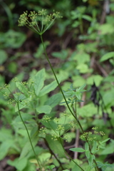 Arracacia aegopodioides