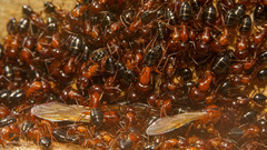Camponotus hyatti