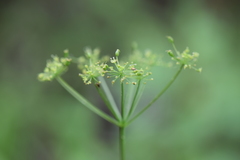 Arracacia aegopodioides