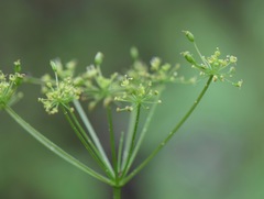 Arracacia aegopodioides