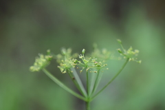 Arracacia aegopodioides