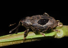 Heilipodus ocellatus
