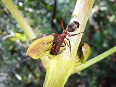 Dolichoderus decollatus