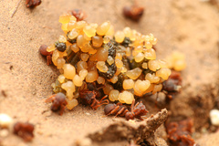 Cyphomyrmex flavidus