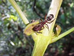 Dolichoderus decollatus